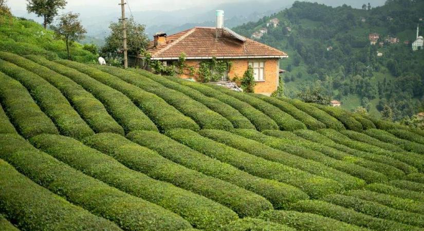 A török tea – az együvé tartozás mindennapi rítusa