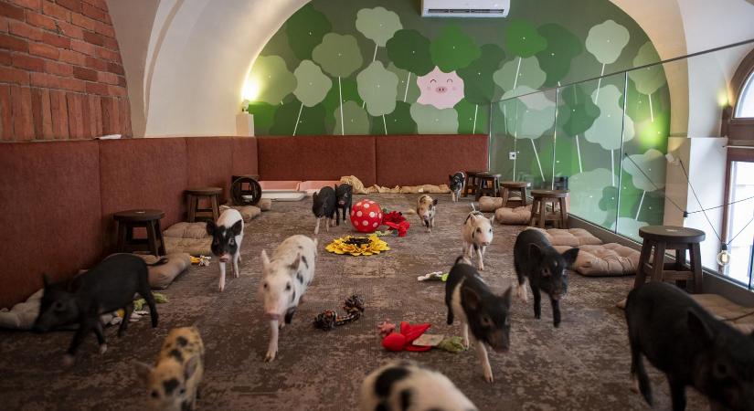 A vendéglátóhelyek egy része nemcsak az étellel-itallal csábítani a vendégeket, hanem kisállatok társaságát is kínálja, de jó ez az állatoknak?