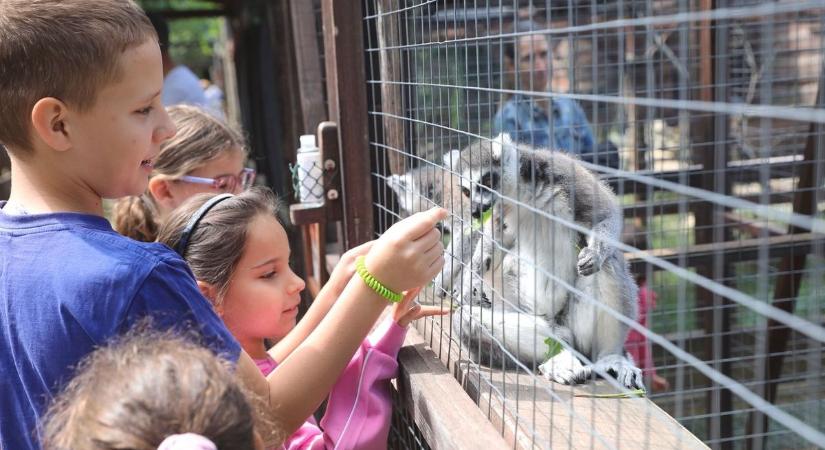 Állati jó élmények a komlói Mini Zoo-ban – még lehet csatlakozni a Zoo Táborhoz! (GALÉRIA)