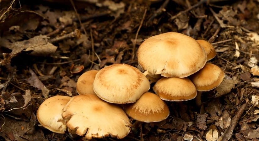 Elképesztő, szegedi gombák lepték el Lillafüredet