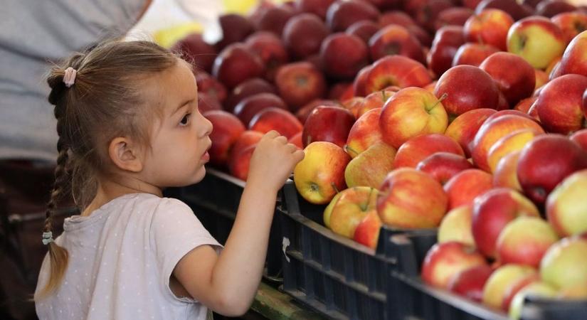 Kezdődik az almaszezon – de mi vár a piacokon és a vásárlók pénztárcájára?