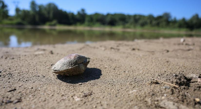 Kiszáradás fenyegeti ezt a tatabányai tavat