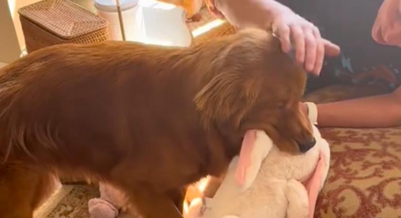 Eltöri a golden retriever a mancsát: amit a nagyi ezután tesz, szíveket olvaszt meg - Videó