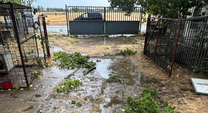 Kutyával együtt repült a kennel, egy gondozó is megsérült – súlyos károkat okozott a vihar