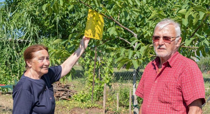 Támad a dióburok-fúrólégy, észnél kell lenni, hogy megmeneküljön a termés!