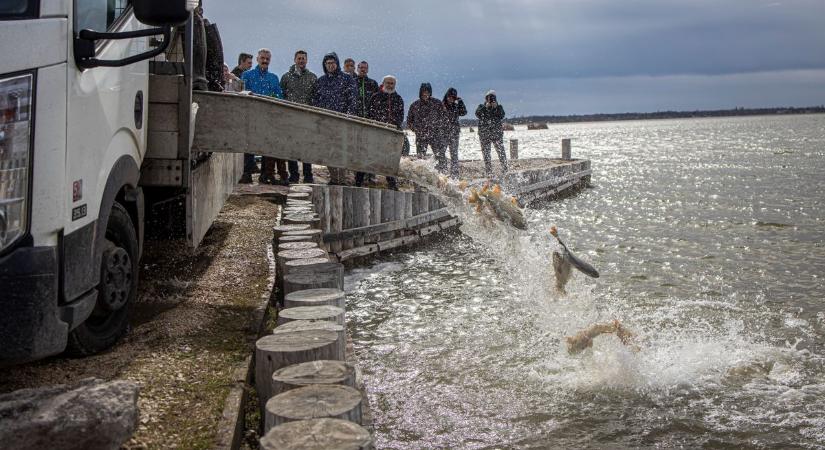 Erőn felül a Velencei-tóért – ezt mutatja a statisztika!