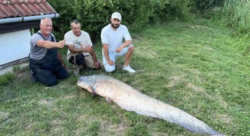 Ez brutális! Másfél évtizedes harcsarekord dőlt meg a Balatonon – fotókkal
