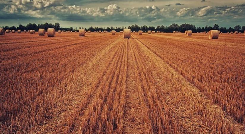 Őszi kalászos? Kezdje el most: talajélet-indítás aratás után
