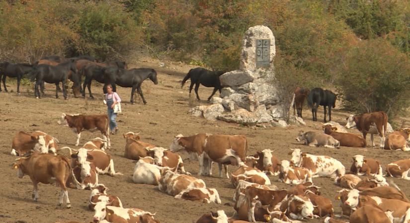 Megint szomjaznak az állatok a Suva-planinán