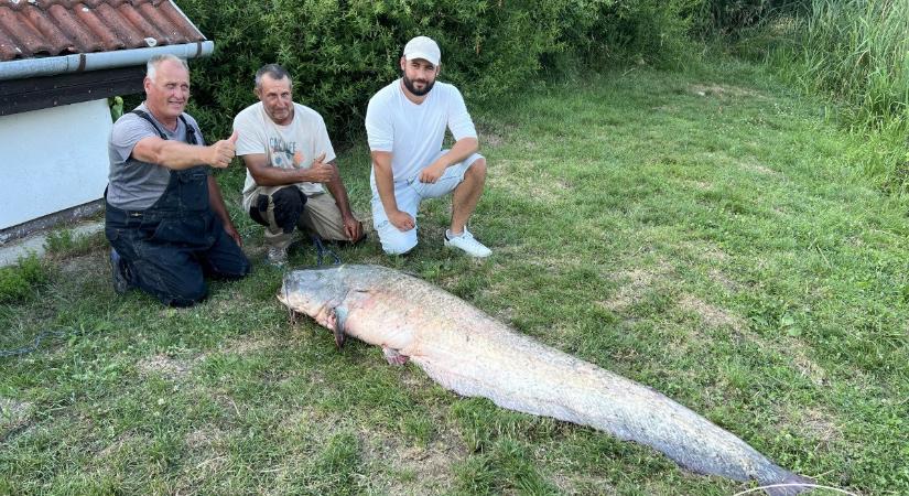 Hatalmas halszörny akadt a balatoni horgászok hálójába