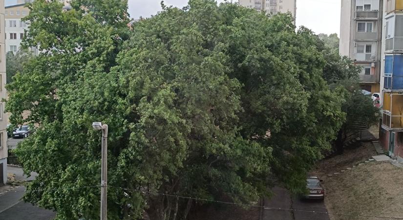 Videón, ahogy ablakok, erkélyek és kábelek között tépi a megavihar a fák lombjait az Avason