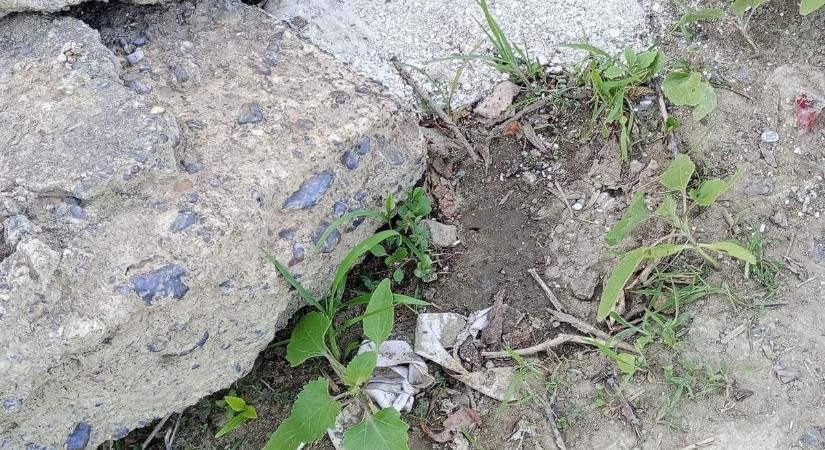 Emberi maradványokat sodort partra a Tisza – többen rájuk tapostak