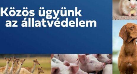 Pályázható a 2025-ös Állatvédelmi Ösztöndíj