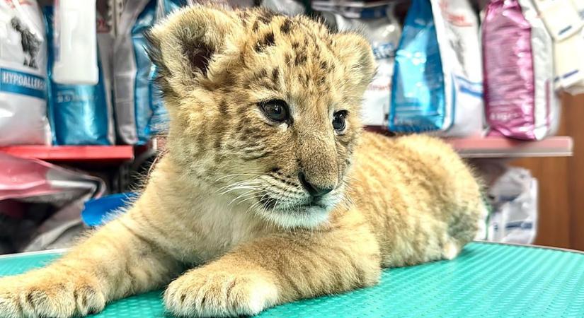 Az apa oroszlán, az anya tigris: liger született Romániában