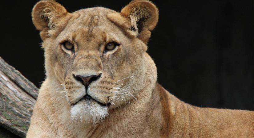 Gyümölcsöt hozott egy oroszlán és egy tigris szerelme