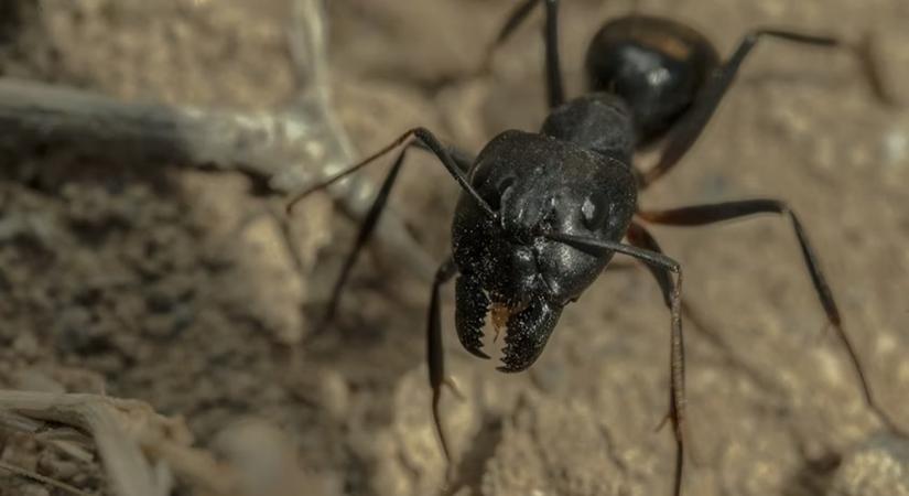 A világ legfájdalmasabb csípése: ne találkozz a trópusi bikahangyával