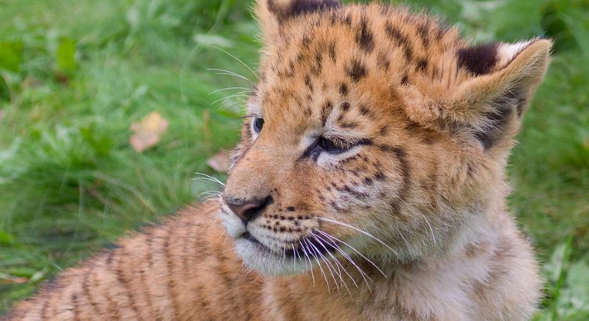 Oroszlán és tigris hibridje született egy romániai magánállatkertben