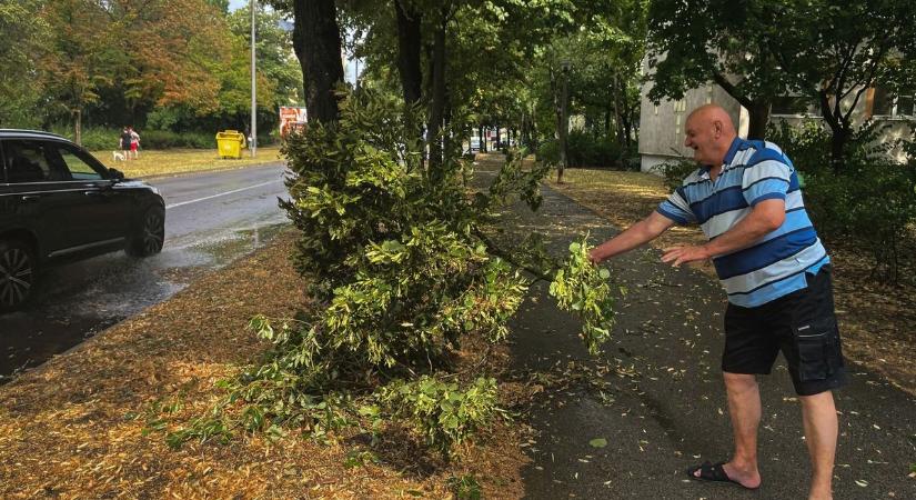 Életveszélyes fa árnyékában élnek a pécsi lakók – furcsa választ adott a Biokom