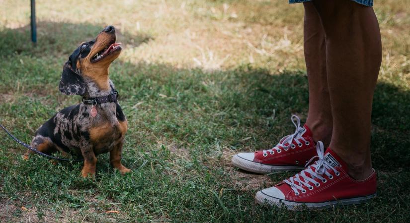 Nem feltétlenül teszi boldoggá a magyarokat a házi kedvenc, hosszú távon nem érzik jobban magukat azok, akik kutyát fogadnak örökbe