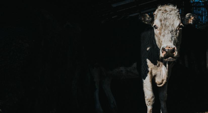 Váratlan dolog derült ki a Hegyeshalom mellett elföldelt 3000 marháról