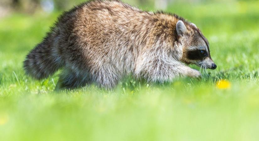 Mosómedvének és macskának született utóda? Hihetetlen történet terjed, ám az igazság egész máshol fekszik