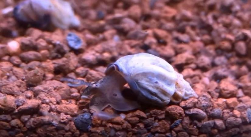 Videón láthatók a mára kihalt bordás homorcsa utolsó példányai