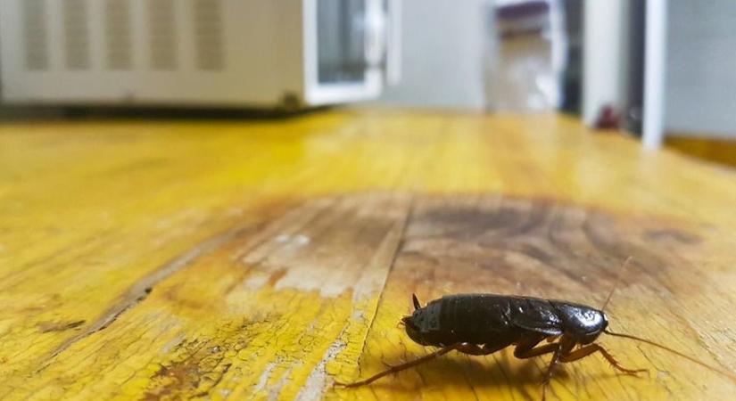 Nem minden csótány ellenség – ismerd meg a hazai „jófiút”!