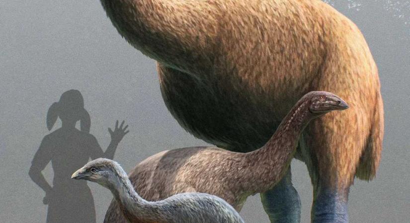 Peter Jackson, a Gyűrűk ura rendezője ezúttal egy 250 kilós kihalt óriásmadarat akar feléleszteni a valóságban