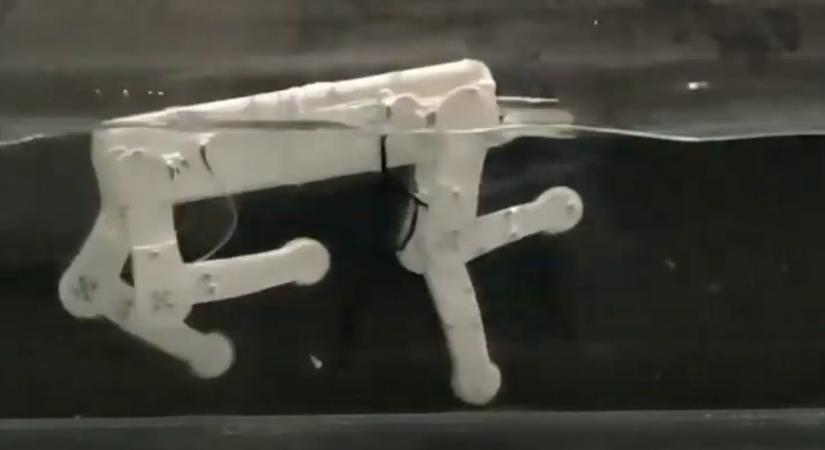 Amilyen kicsi, olyan remekül úszik a kétéltű robotkutya – videó