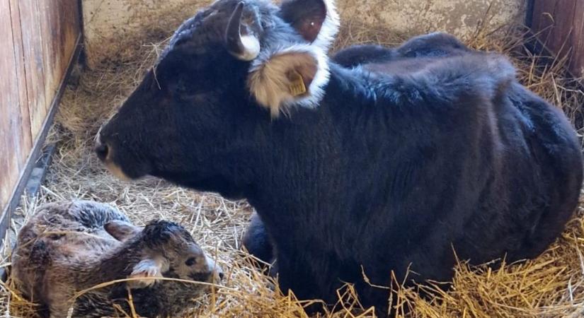 Őshonos csoda Erdélyben – ritka mokanyica borjú látott napvilágot
