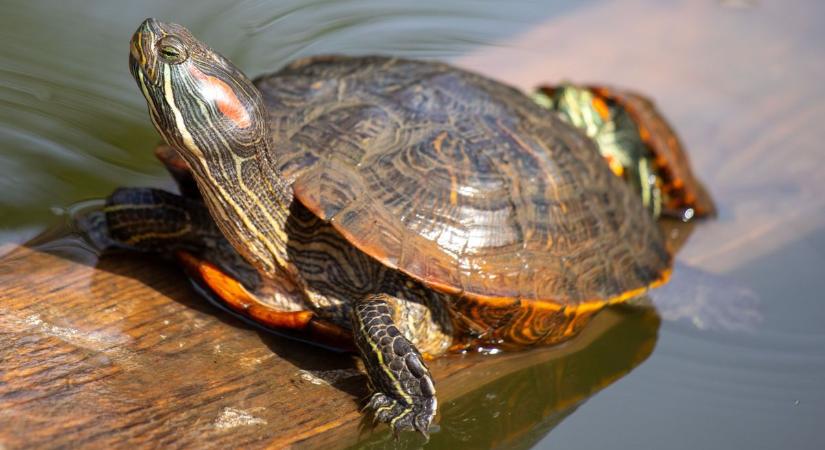 Ne dobja a tóba megunt házi kedvencét! Veszélybe sodorják az őshonos teknősöket
