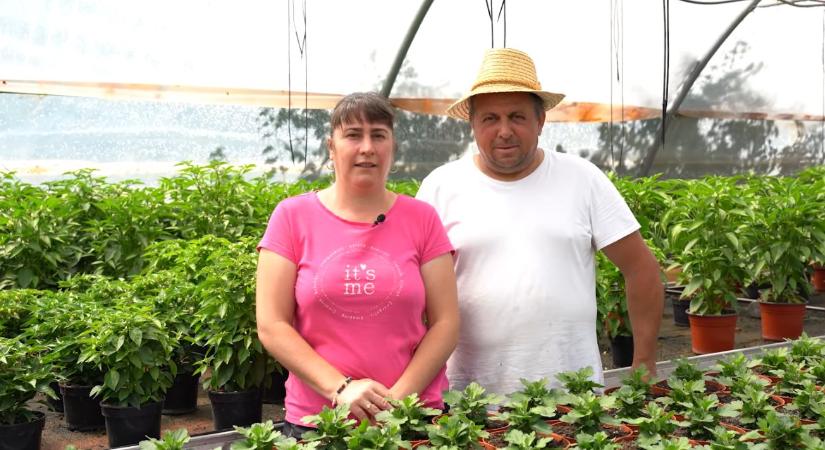 Ez a legjobb szakma a világon – Így lett sikeres zöldségesfarm egy kalotaszegi faluban VIDEÓ