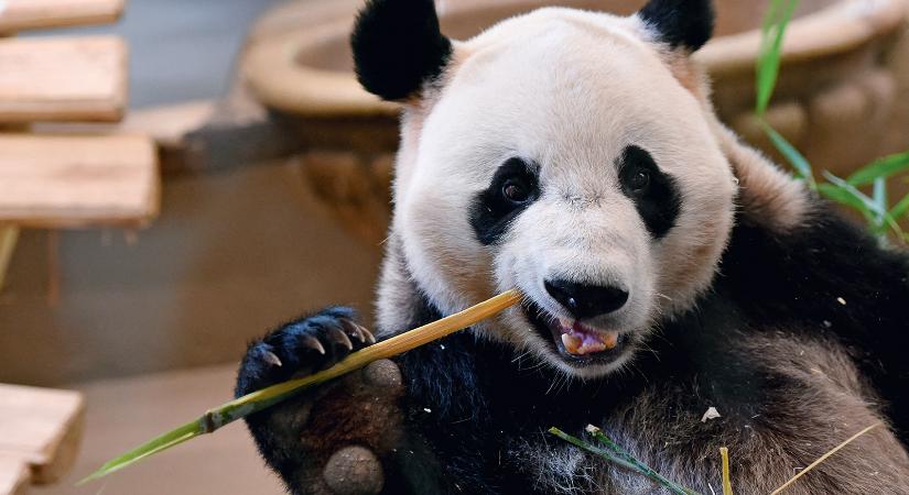 Pandapolitika – Kína diplomáciai csodafegyvere