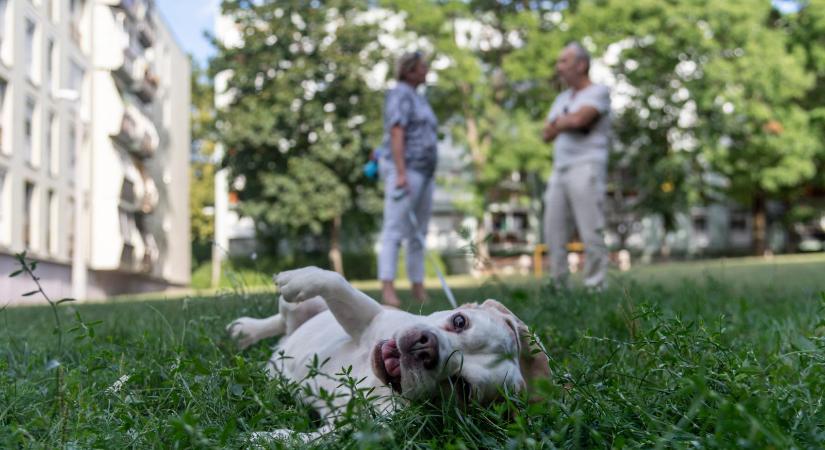 „A két gyerekemnek is megmondtam, hogy ha nekik nem jó, ami itt van, kössék fel magukat!” – A falvakban a helyzet változatlan, 40 Fidesz-hívő között egy ellenzéki van