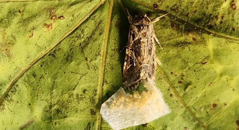 Nemcsak hallják a növények hangjait, de reagálnak is rájuk az állatok