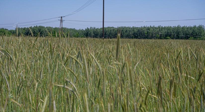 Durván megvágnák az EU-s agrártámogatásokat, főleg a nagyobb gazdaságoknál