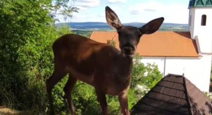 Hihetetlen, mit engedett meg a videósnak a bakonyi csodaszarvas - ezen a jeleneten pörög most mindenki