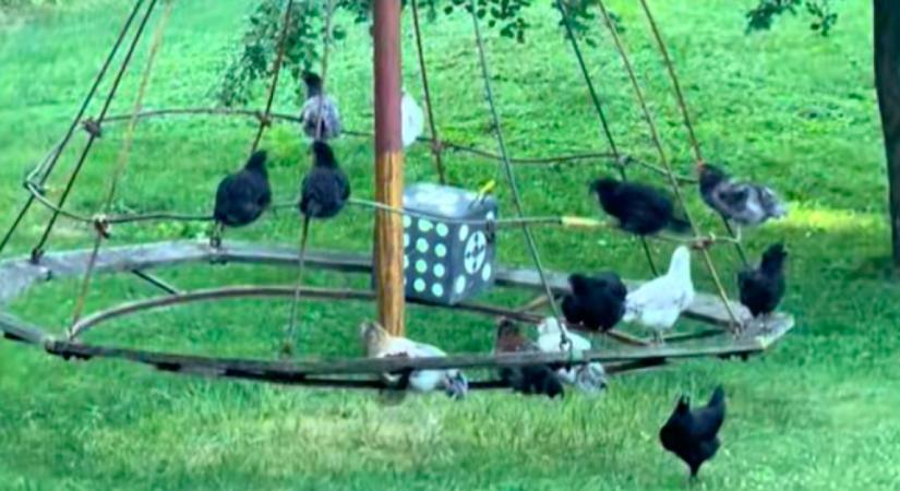 Csak az állatokat filmezi a nő a farmján: amikor jobban megnézi, nem hisz a szemének - Videó