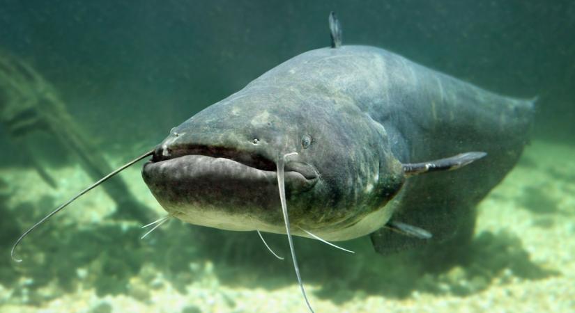 Akkora harcsát fogtak a Balatonban, amilyenre 2011 óta nem volt példa