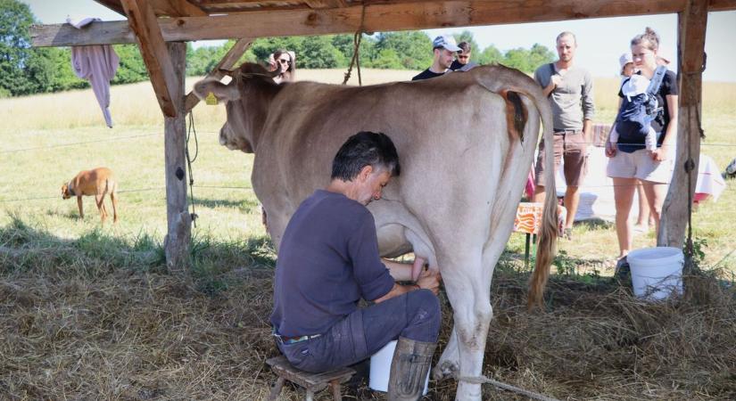 Kurszán háremében születik a legzamatosabb sajt – kulisszatitkok a zalai borzderes farmról (galéria, videó)