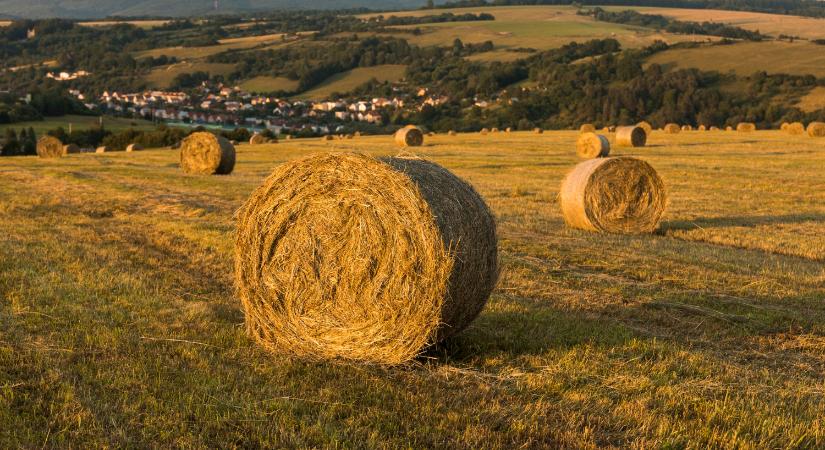 Országszerte tart az aratás, hazánk kenyere biztosított