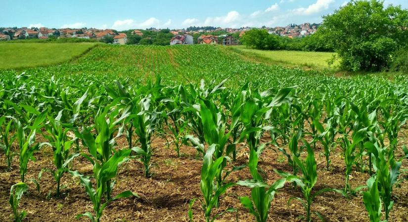 Az Agrárkamara tiltakozik az EU tervezett jövedelemalapú agrártámogatási reformja ellen