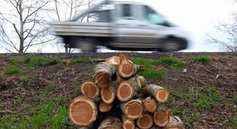 Veszélyes fákat vágnak ki a forgalmas út mellett