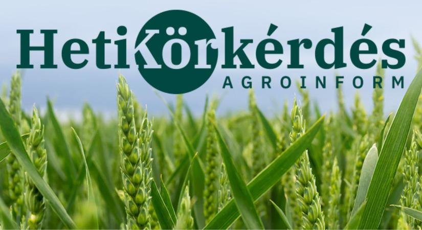 Új fajták a kalászos vetőmagpiacon – Heti Körkérdés