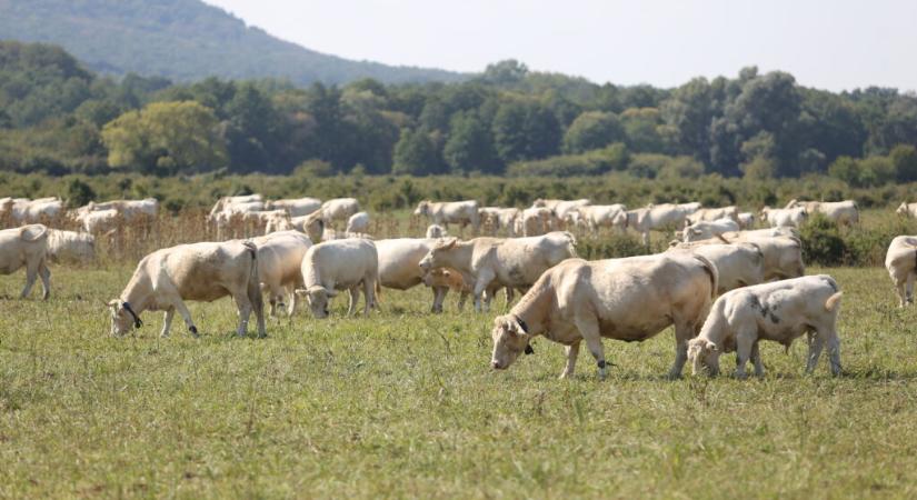 Forró a helyzet a legelőn