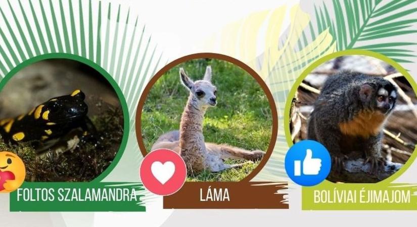 Olyan cuki! Ő lett a hónap állata júliusban!