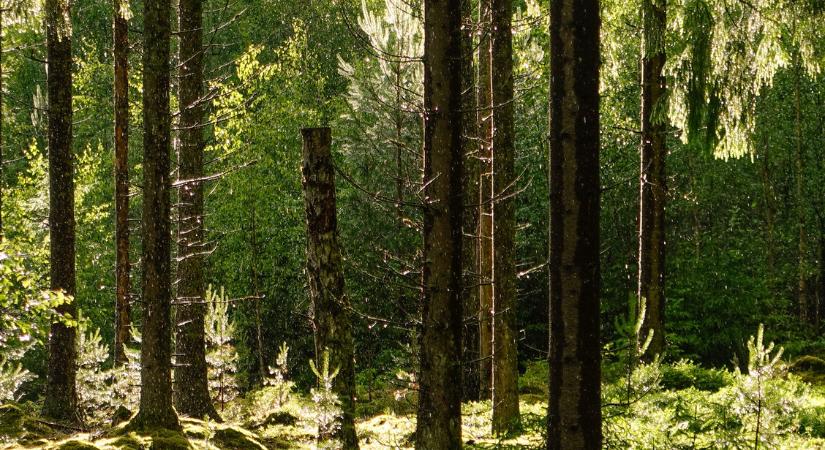 Bombát találtak a Kéktúra útvonalán – elzárták a területet
