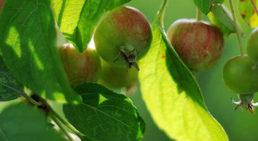 Mit kezdjen a lehullott almával? – Ne dobja ki, hasznosítsa!