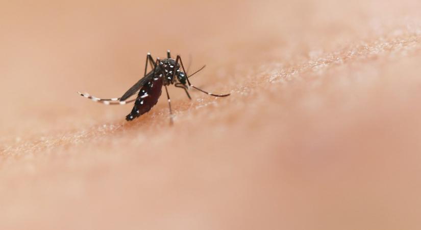 Az ázsiai tigrisszúnyog és a Chikungunya-láz – Hamarosan itt is fertőzések?