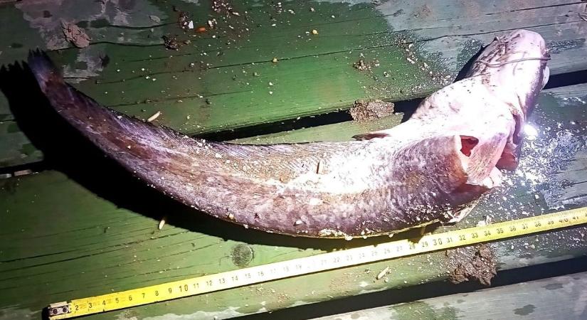 Nem úszta meg, megbüntették a szabálytalan horgászt